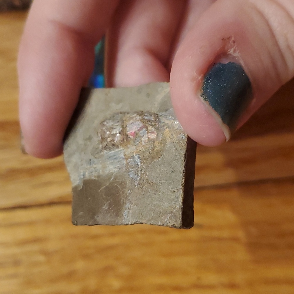 Ammolite fossil lot - Picture 10 of 12